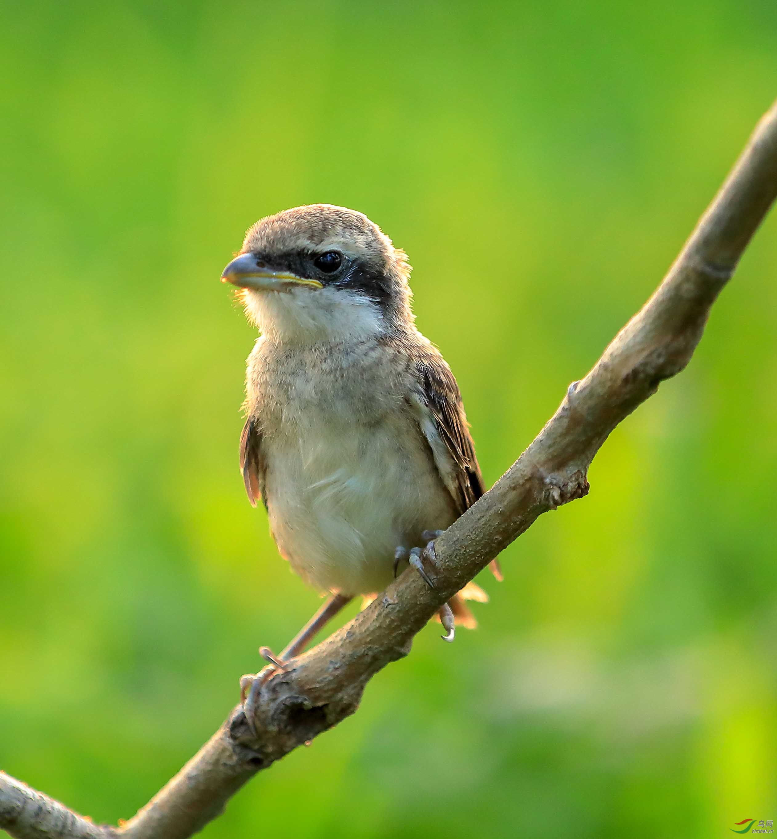 伯劳幼鸟