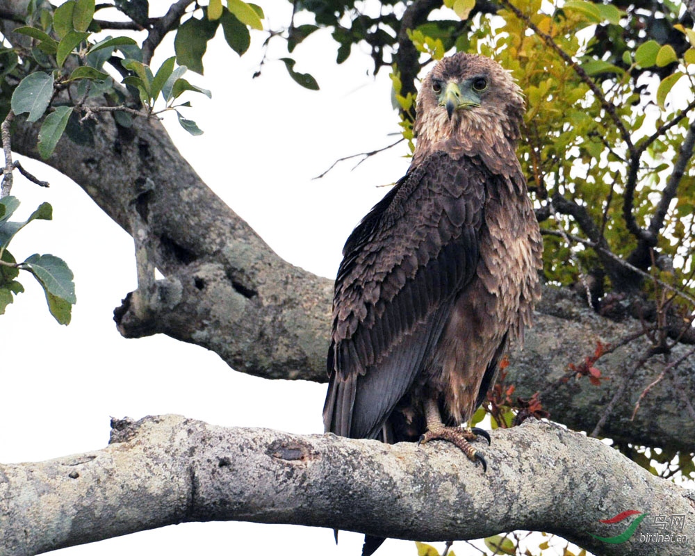 非洲大型鸟类系列之十二褐短趾雕