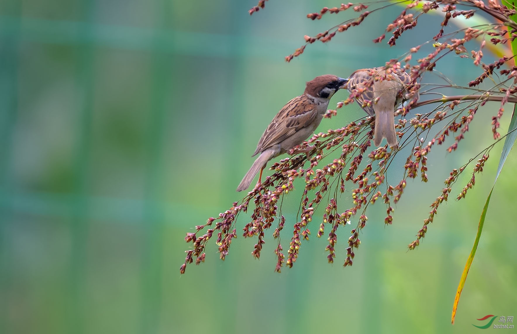 高粱红了 - 重庆版 chongqing 鸟网
