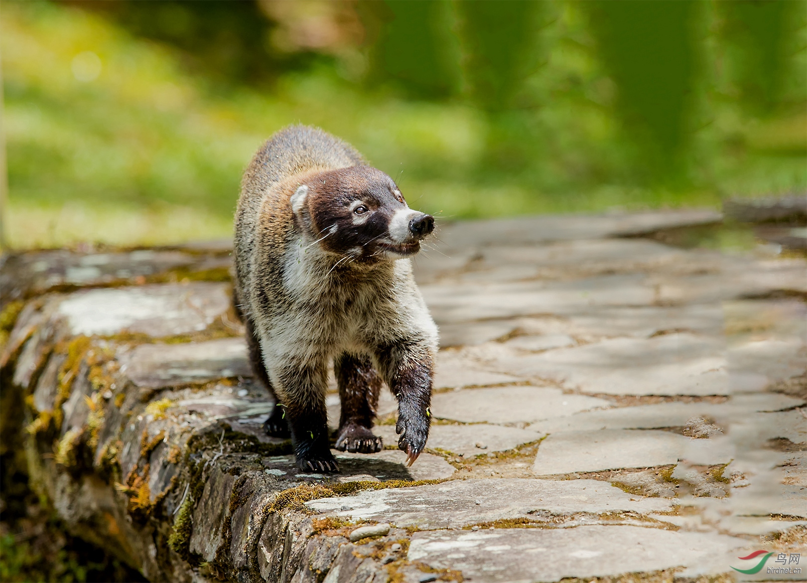 [动物] 白鼻浣熊---(恭贺首页精华)