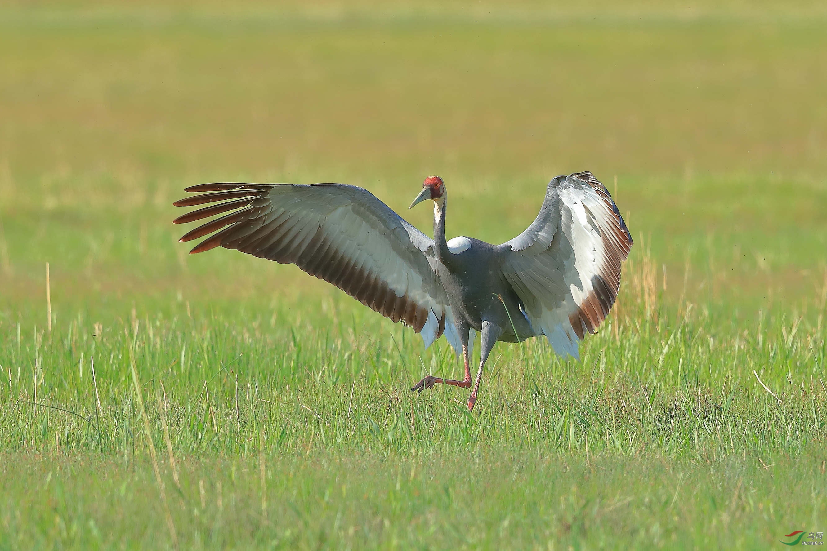 拥抱草原 ( 祝贺荣获首页鸟类精华 )