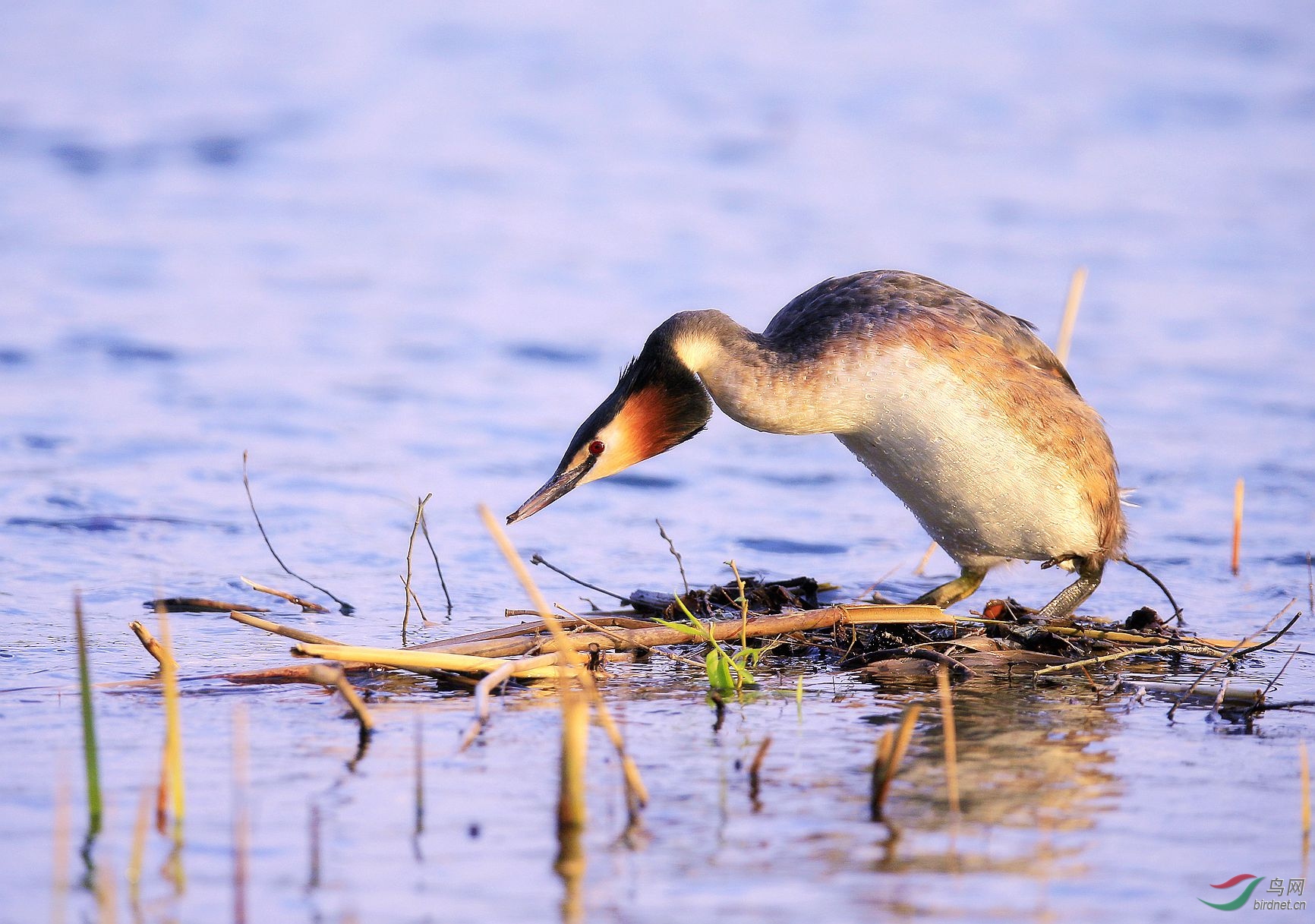 === 凤头䴙䴘 ===