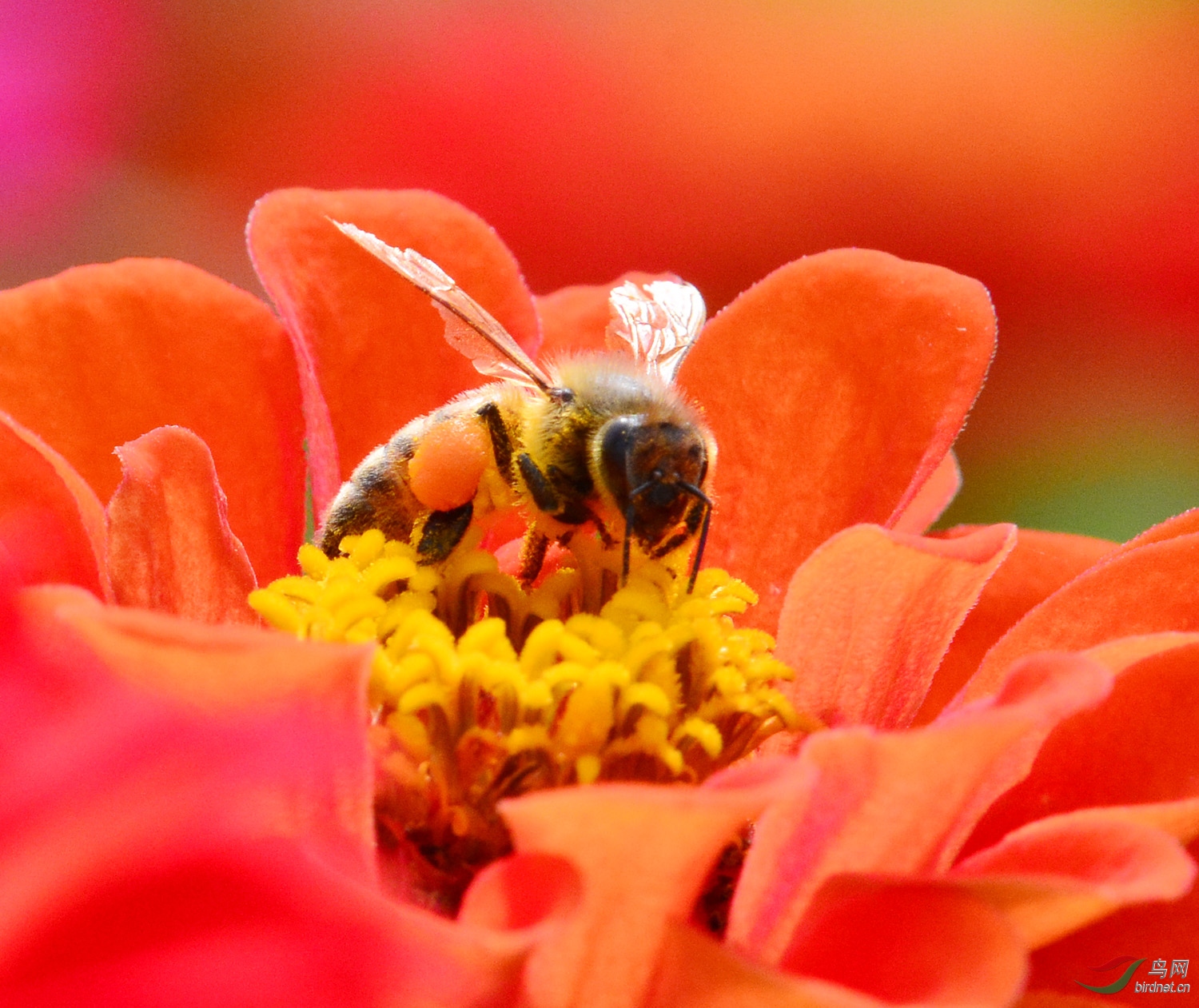 蜜蜂采花的唯美图片图片