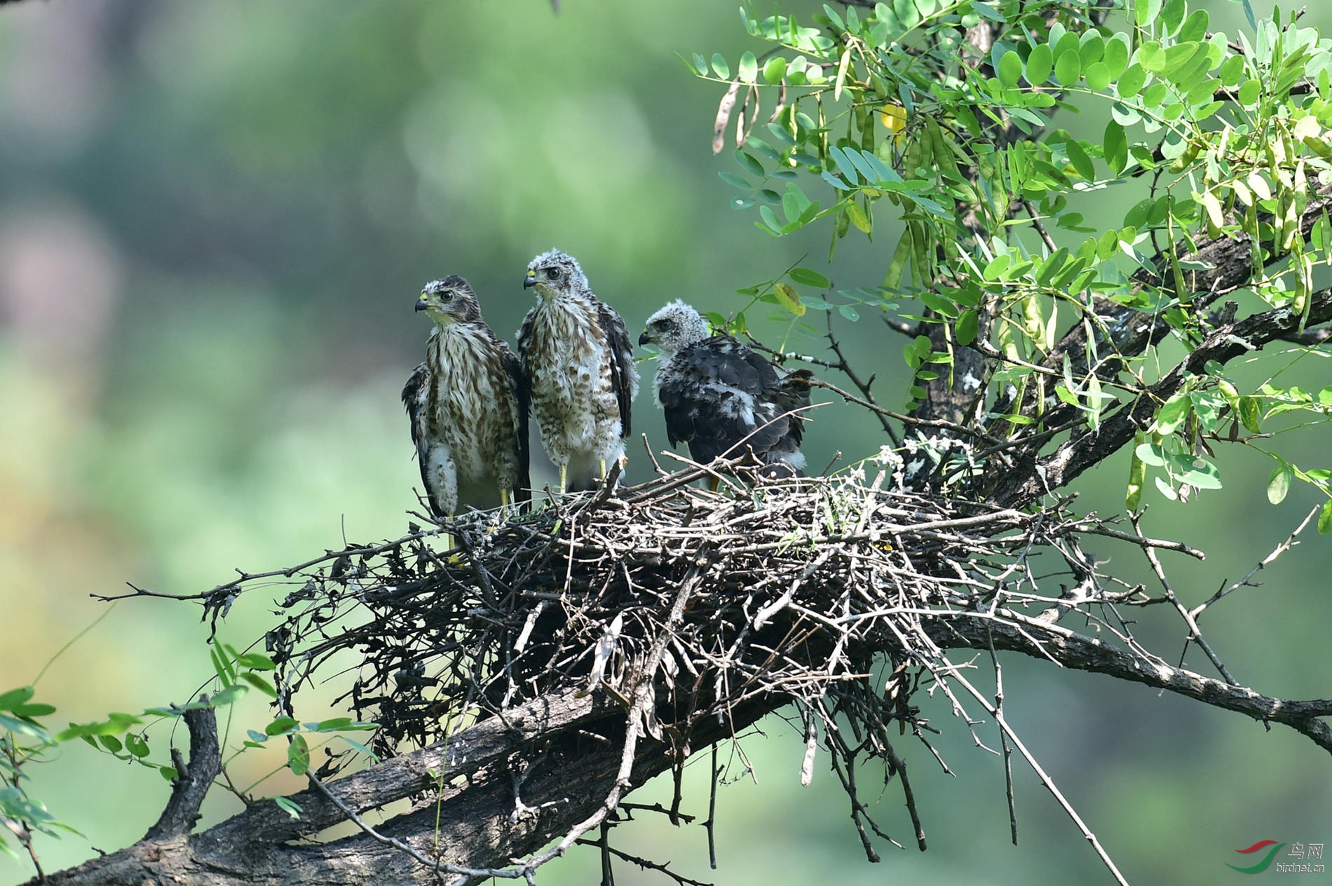 日本松雀鹰 雏鹰兄妹仨