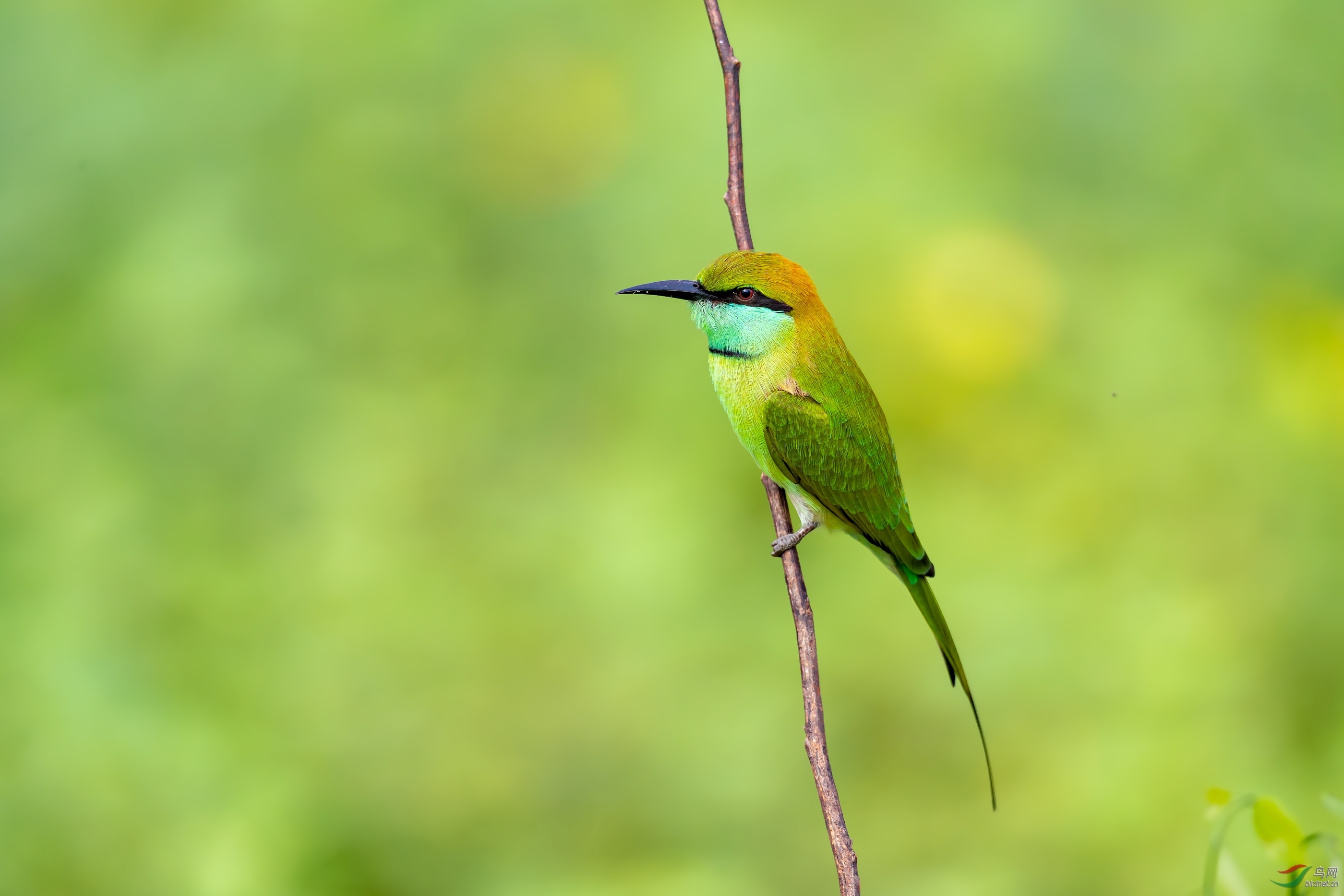 绿喉蜂虎