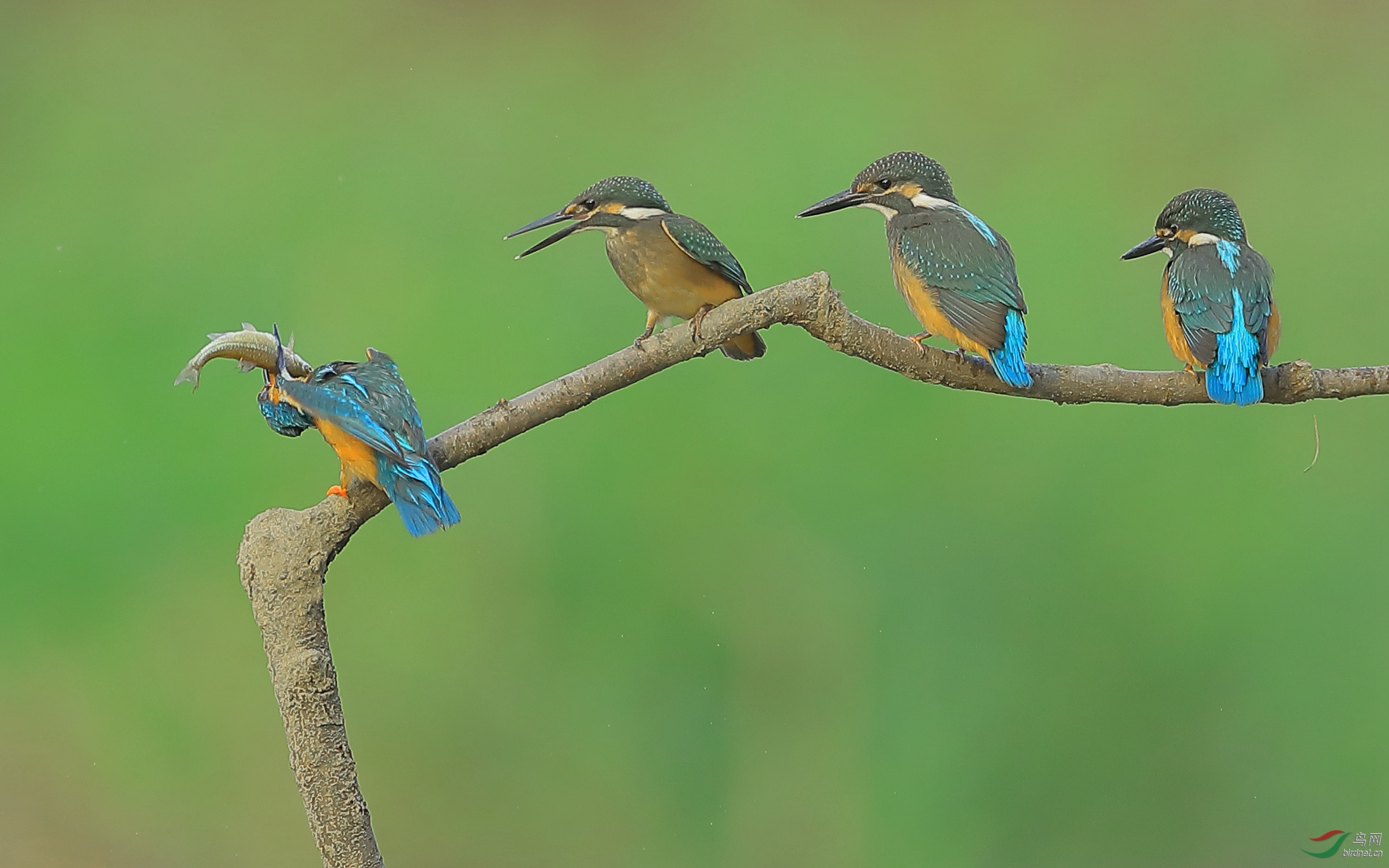 期待…小翠一家…周一问好!