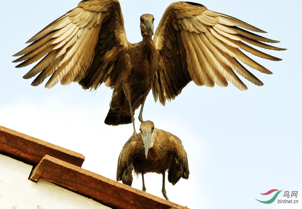 非洲大型鸟类系列之十六垂头鹭