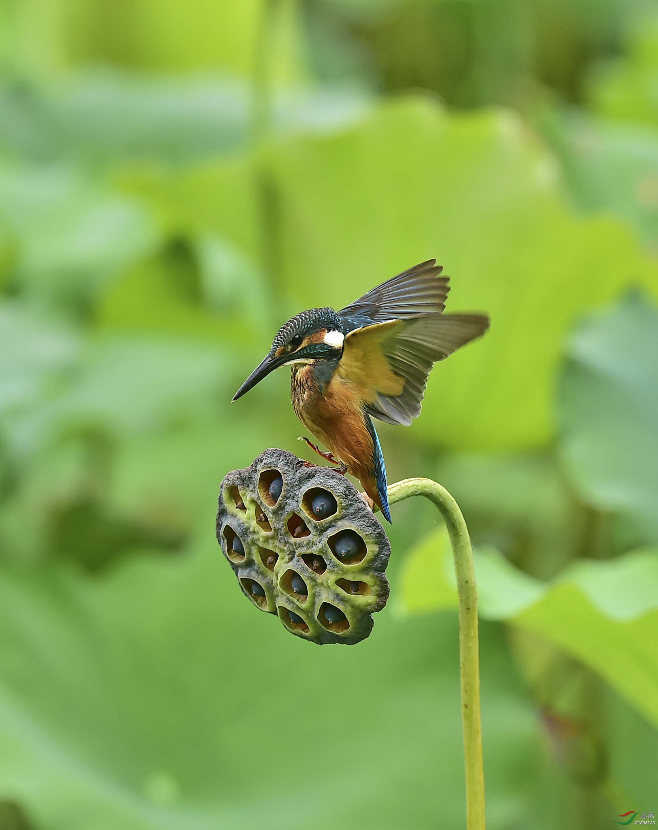 莲蓬上的小翠鸟