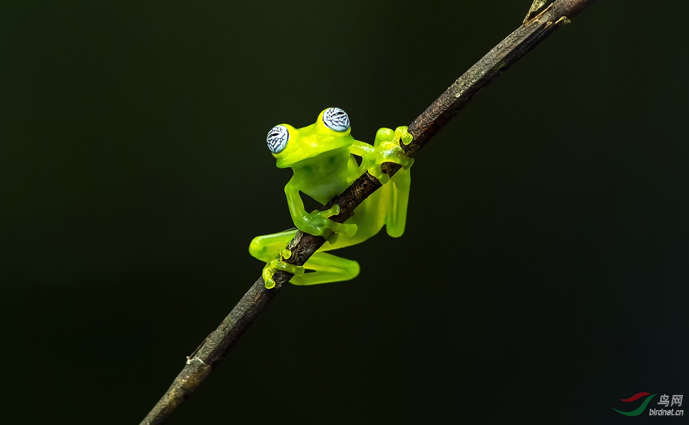 玻璃蛙 学名为透明蛙,是中南美洲青蛙的俗称体长2-3公((分比人的食