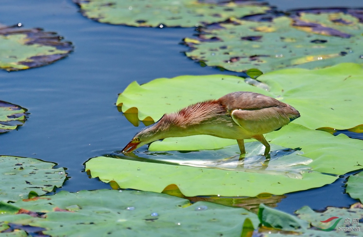DSC_3297a.JPG