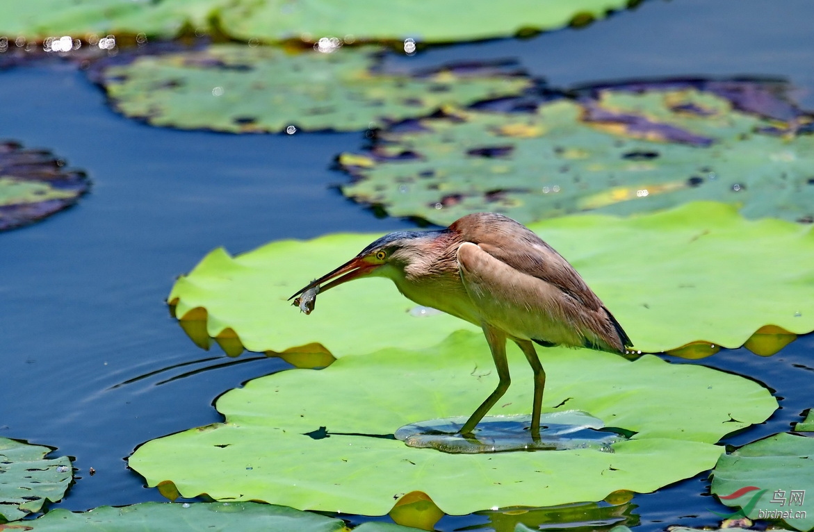 DSC_3252a.JPG