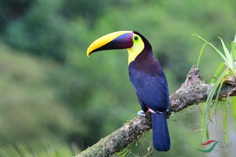哥斯达黎加拍鸟之黑嘴巨嘴鸟(二) - 山西版 shanxi 鸟网