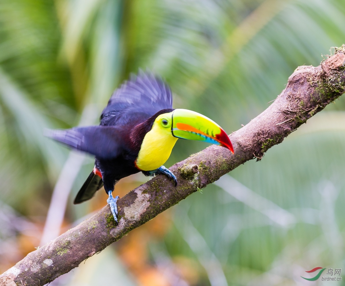 欲飞——厚嘴巨嘴鸟