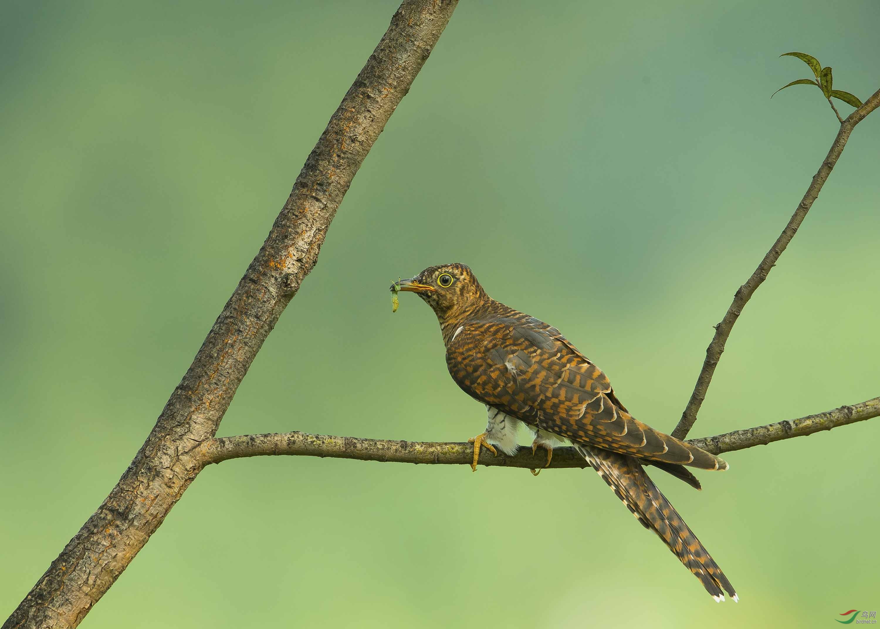 奥森的小杜鹃长大了自己可以觅食了今天在草地里捉了一只长着两个触角