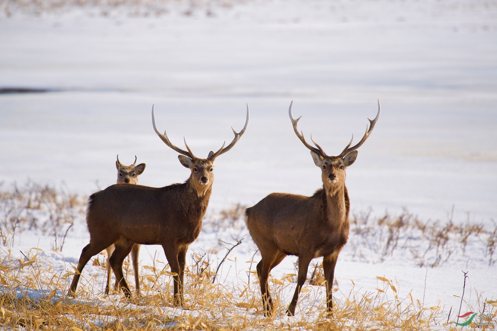 警惕的眼神北海道麋鹿祝贺荣获首页动物精华