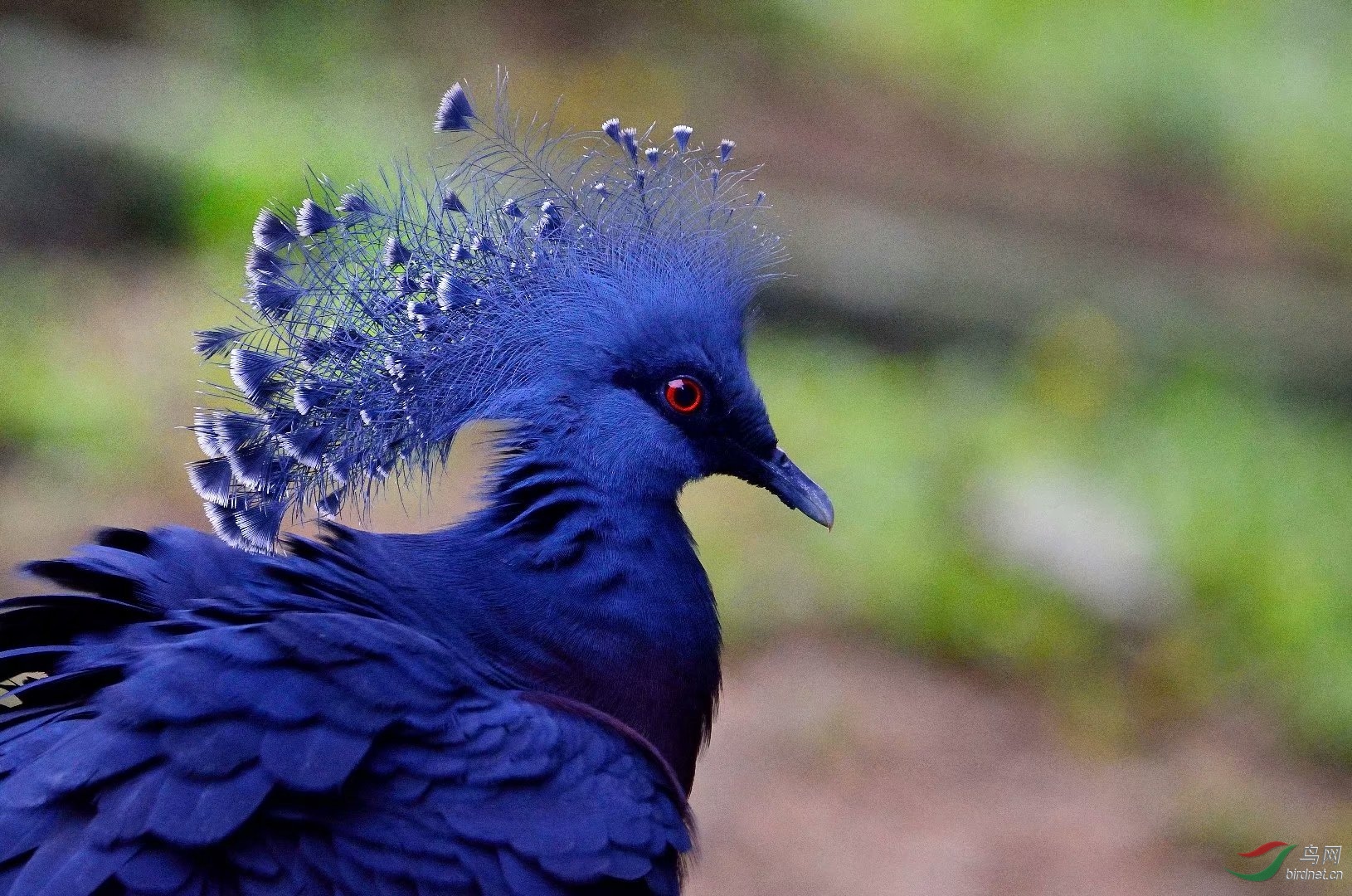 凤冠鸠 - 林鸟版 鸟网