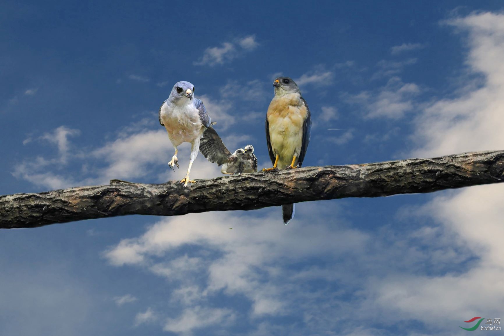 温馨一家赤腹鹰