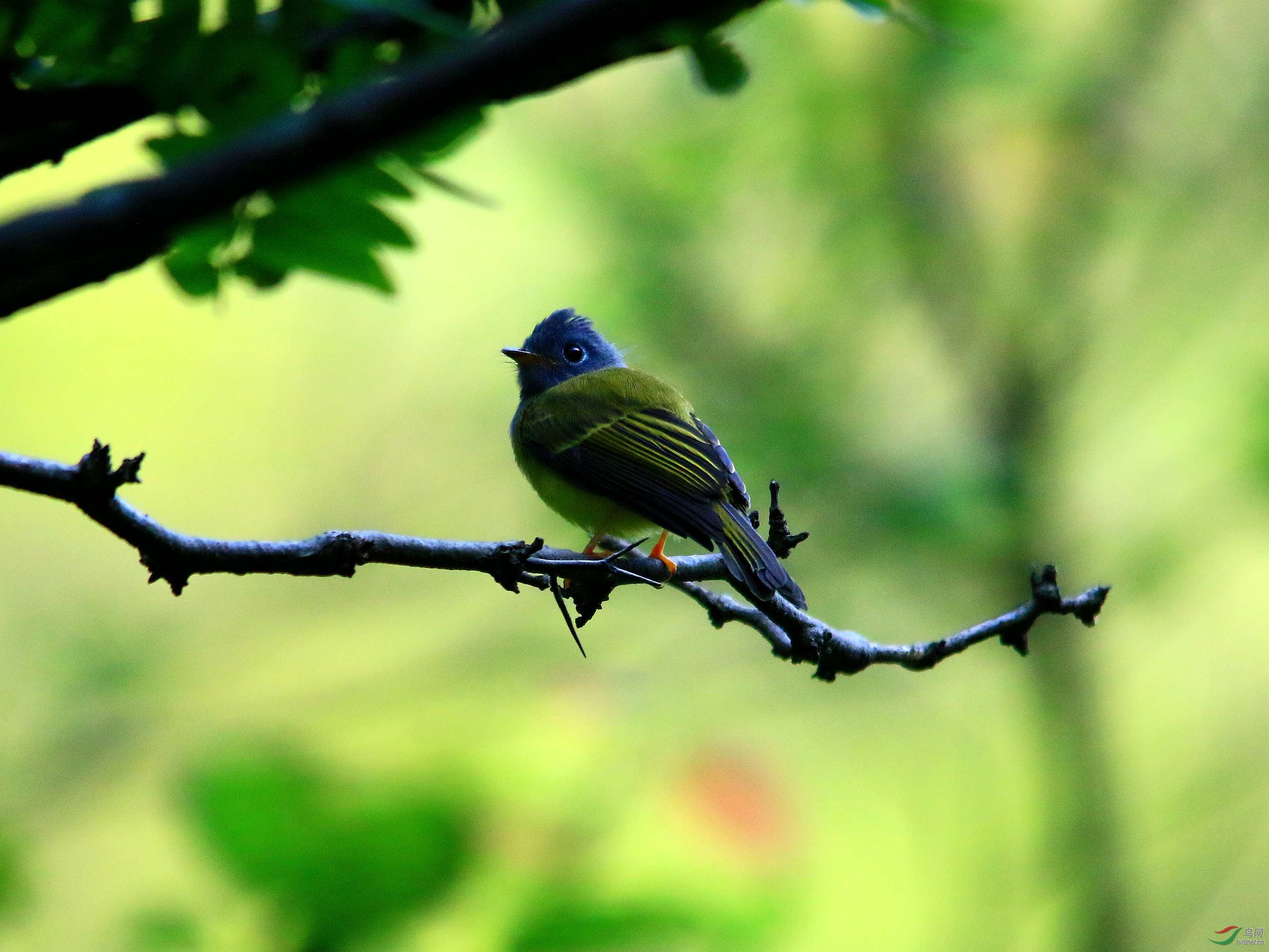 萌萌的小灰脸鹟莺