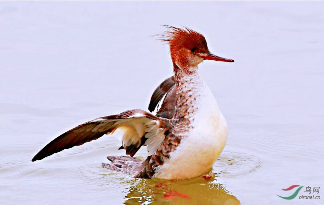 水鳥組圖