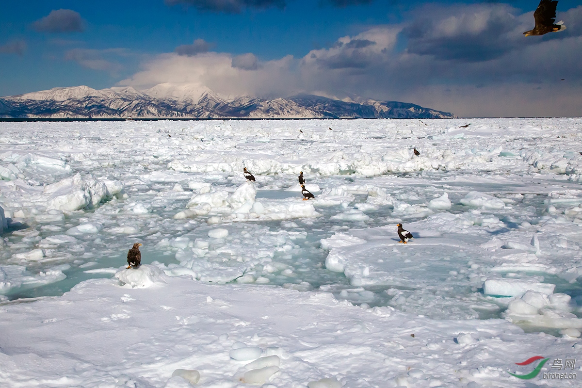 鄂霍茨克海上的流冰群