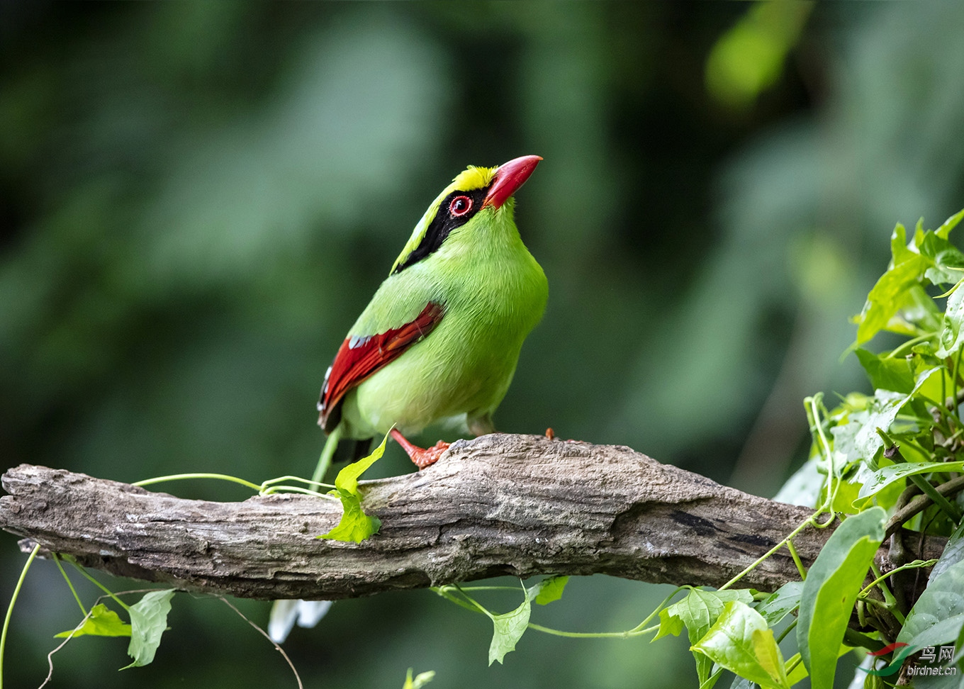 蓝绿鹃活泼可爱