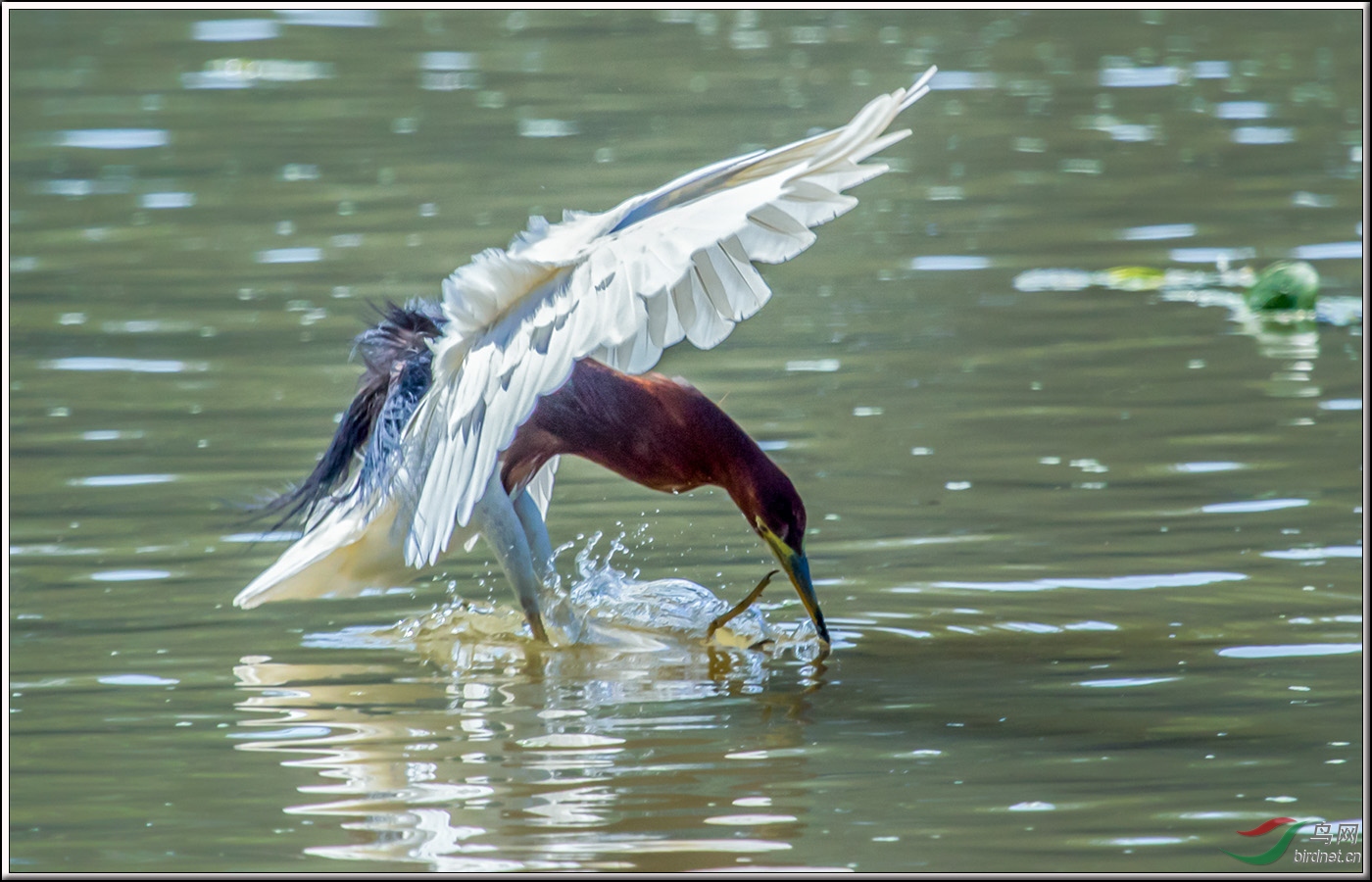 水上鷺鳥