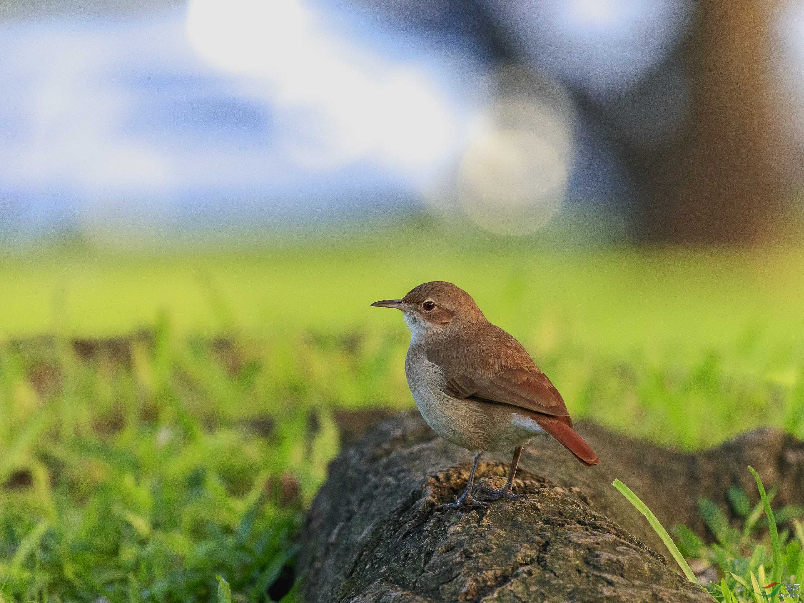 阿根廷国鸟-----棕灶鸟 - 四川版 sichuan 鸟网