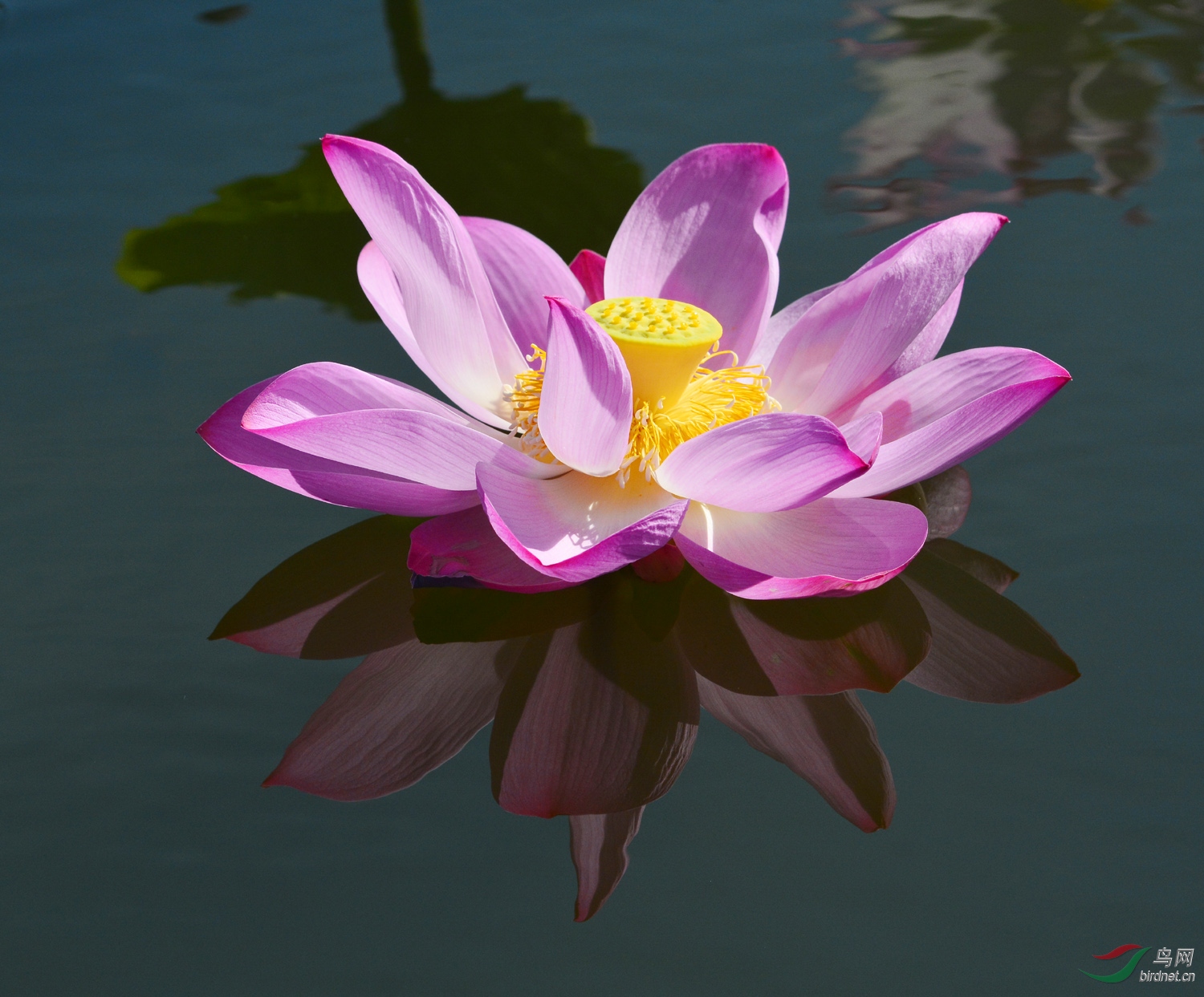 最美的水中莲花图片图片
