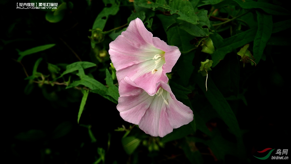 花卉欣赏柔毛打碗花