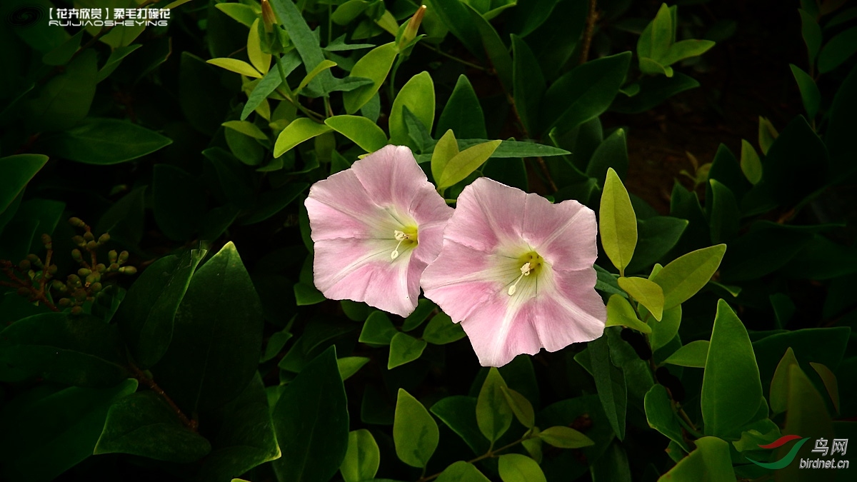 花卉欣赏柔毛打碗花