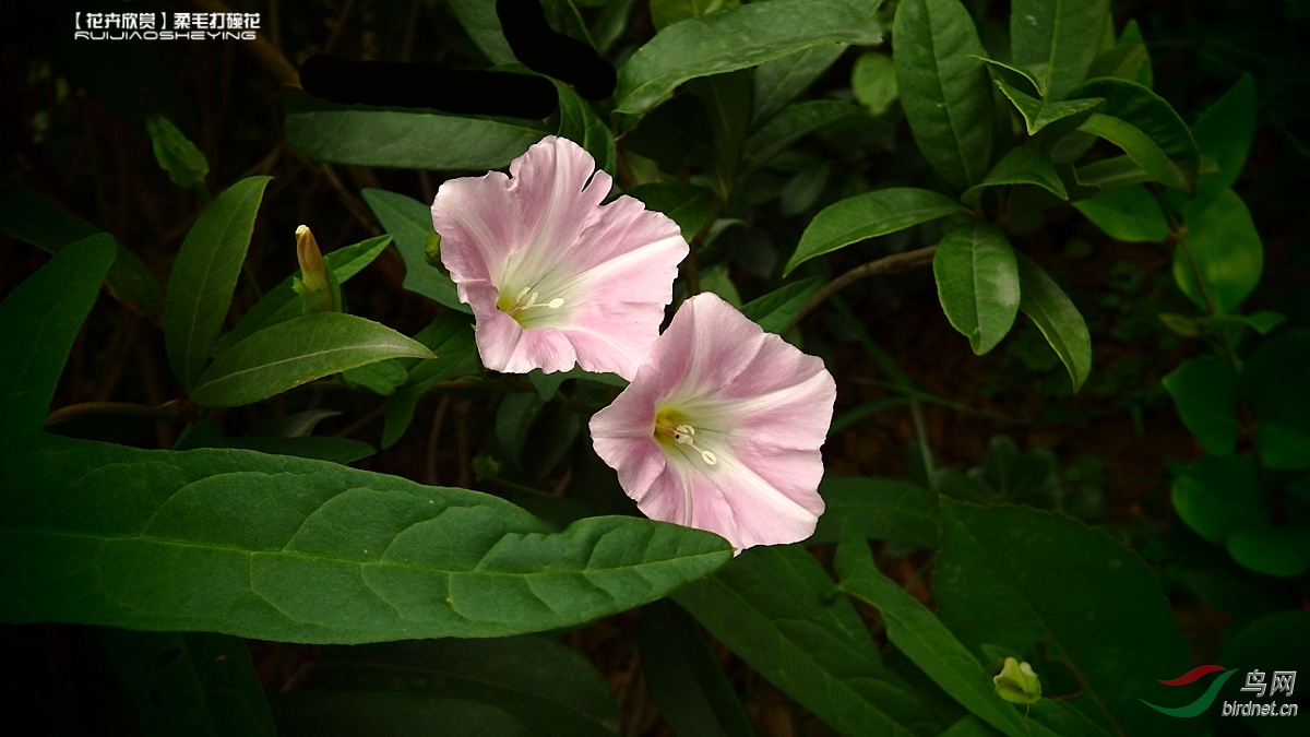 花卉欣赏柔毛打碗花