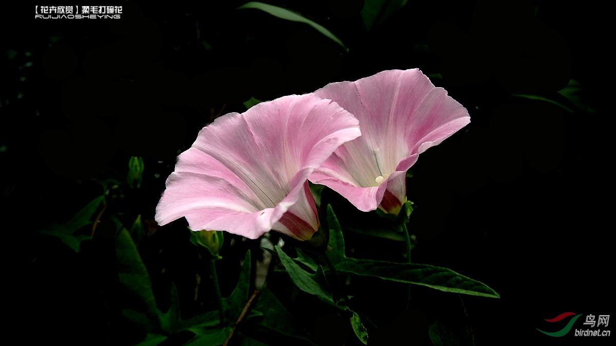 花卉欣赏柔毛打碗花