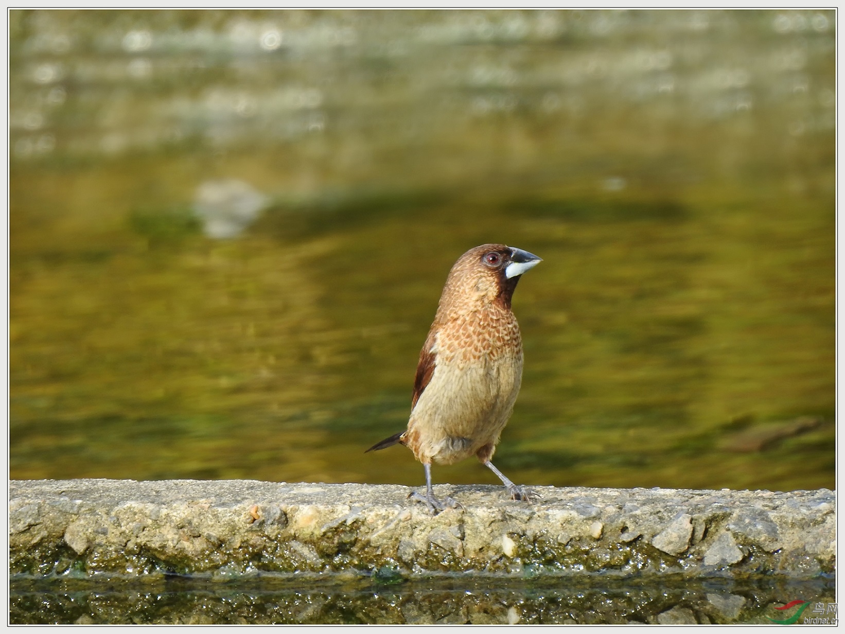 DSCN6097-1.jpg