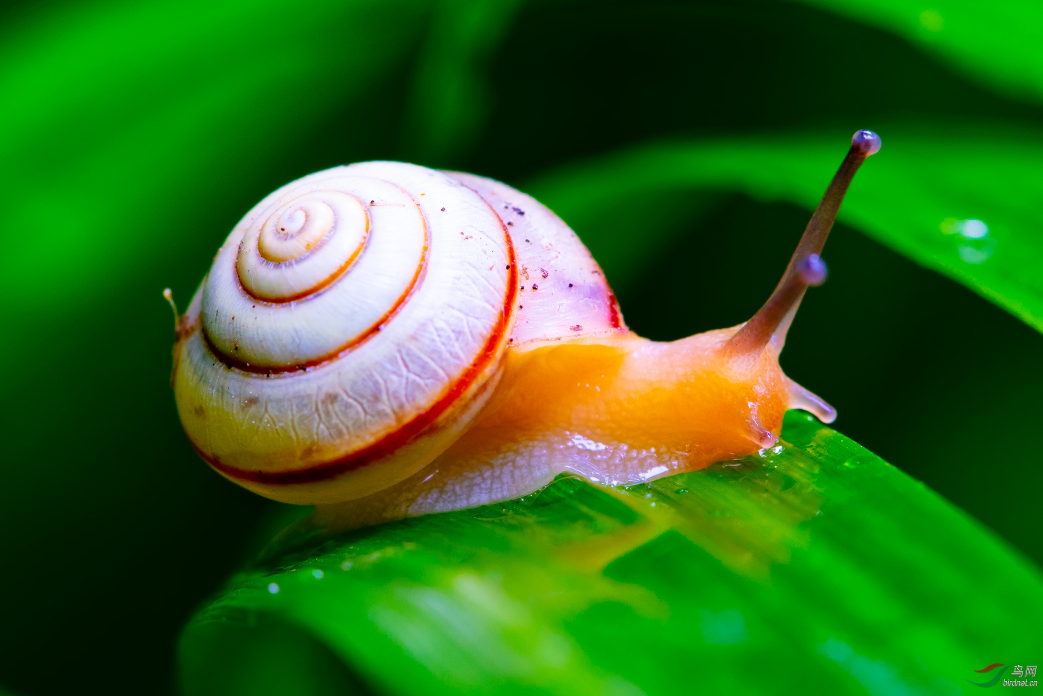 蜗牛- 吉林版 jilin 鸟网