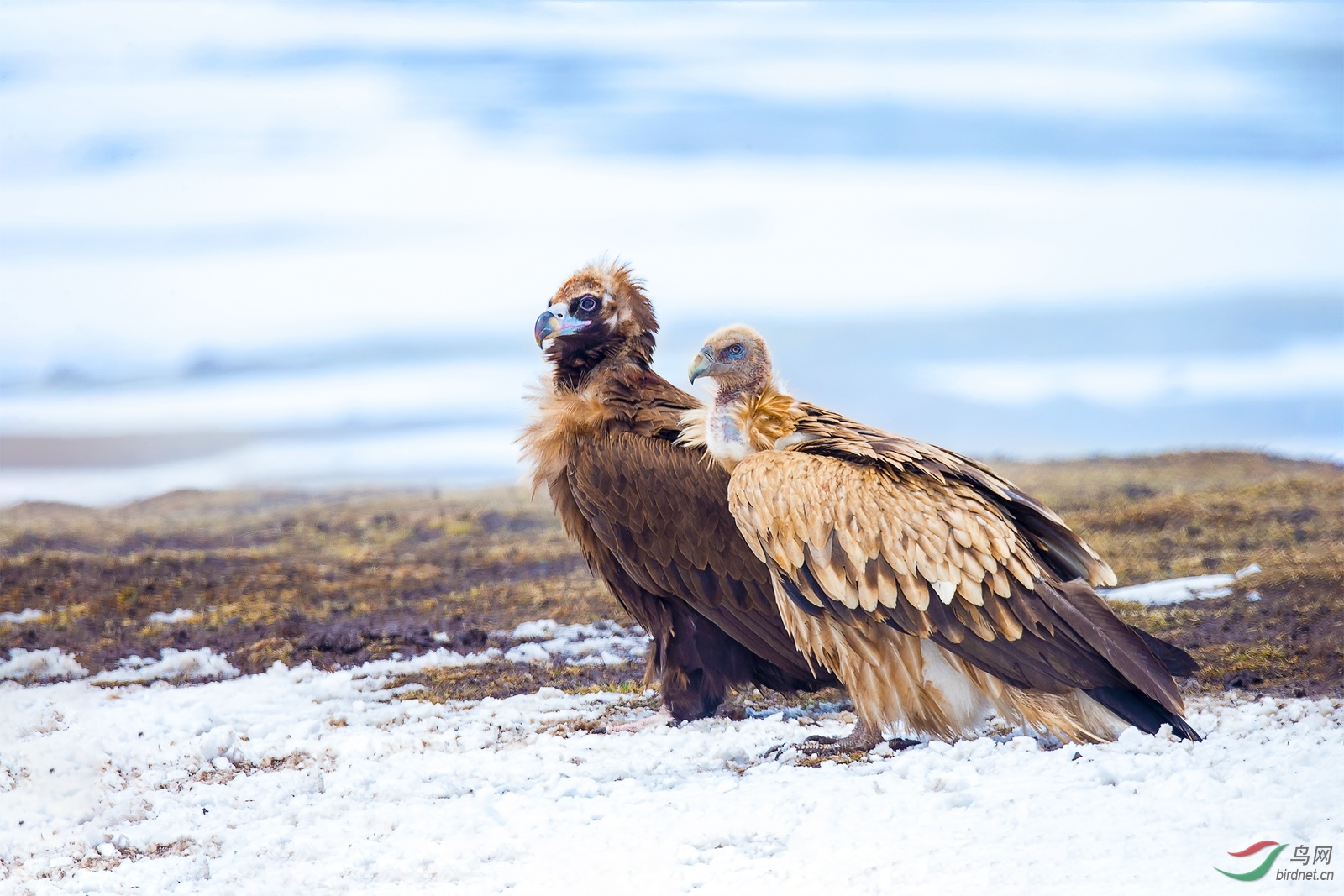 [鸟类] 兀鹫与秃鹫--和平相处
