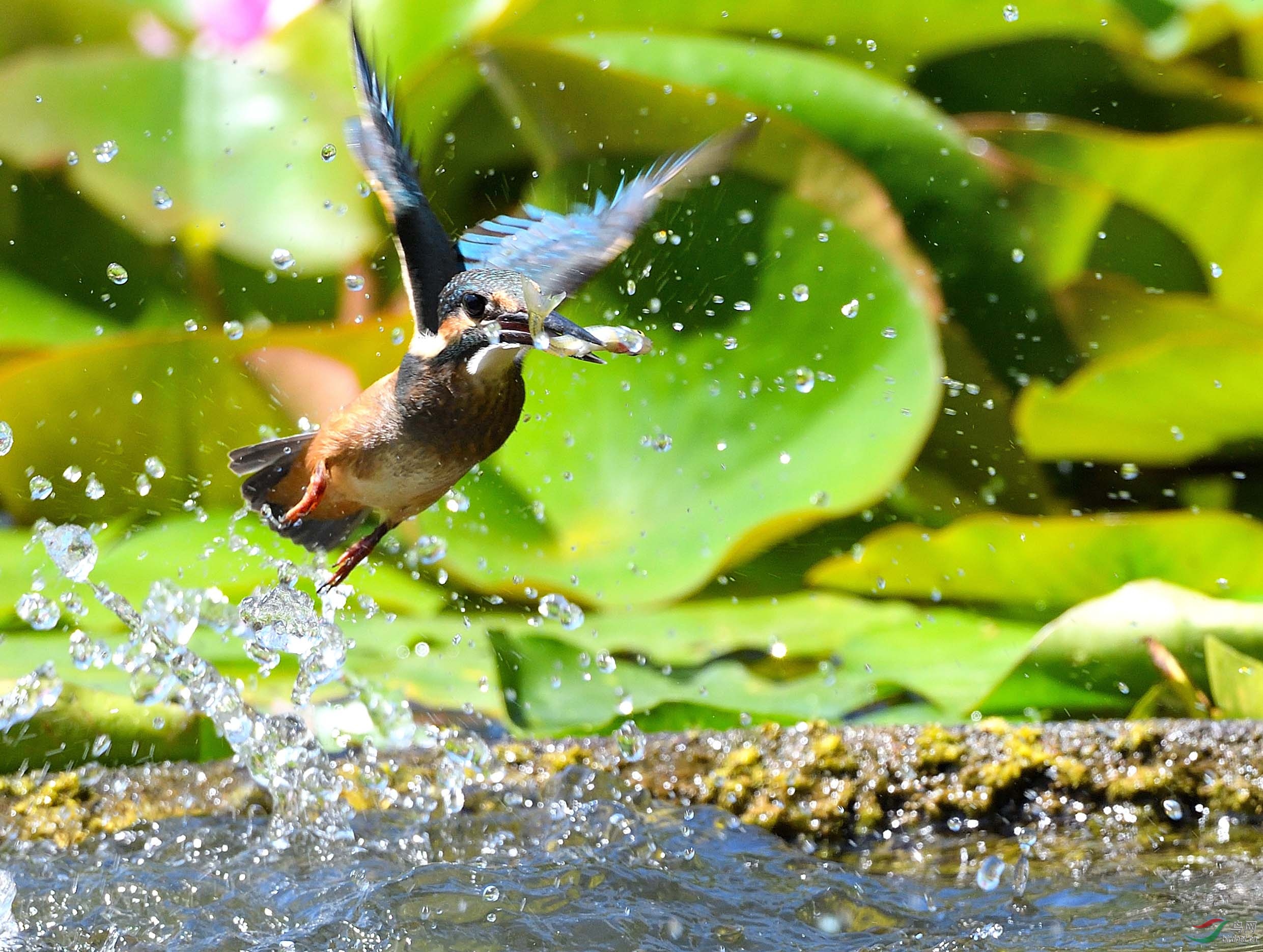 拍鸟有感——小翠出水