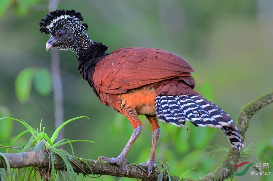 哥斯达黎加拍鸟之大凤冠雉
