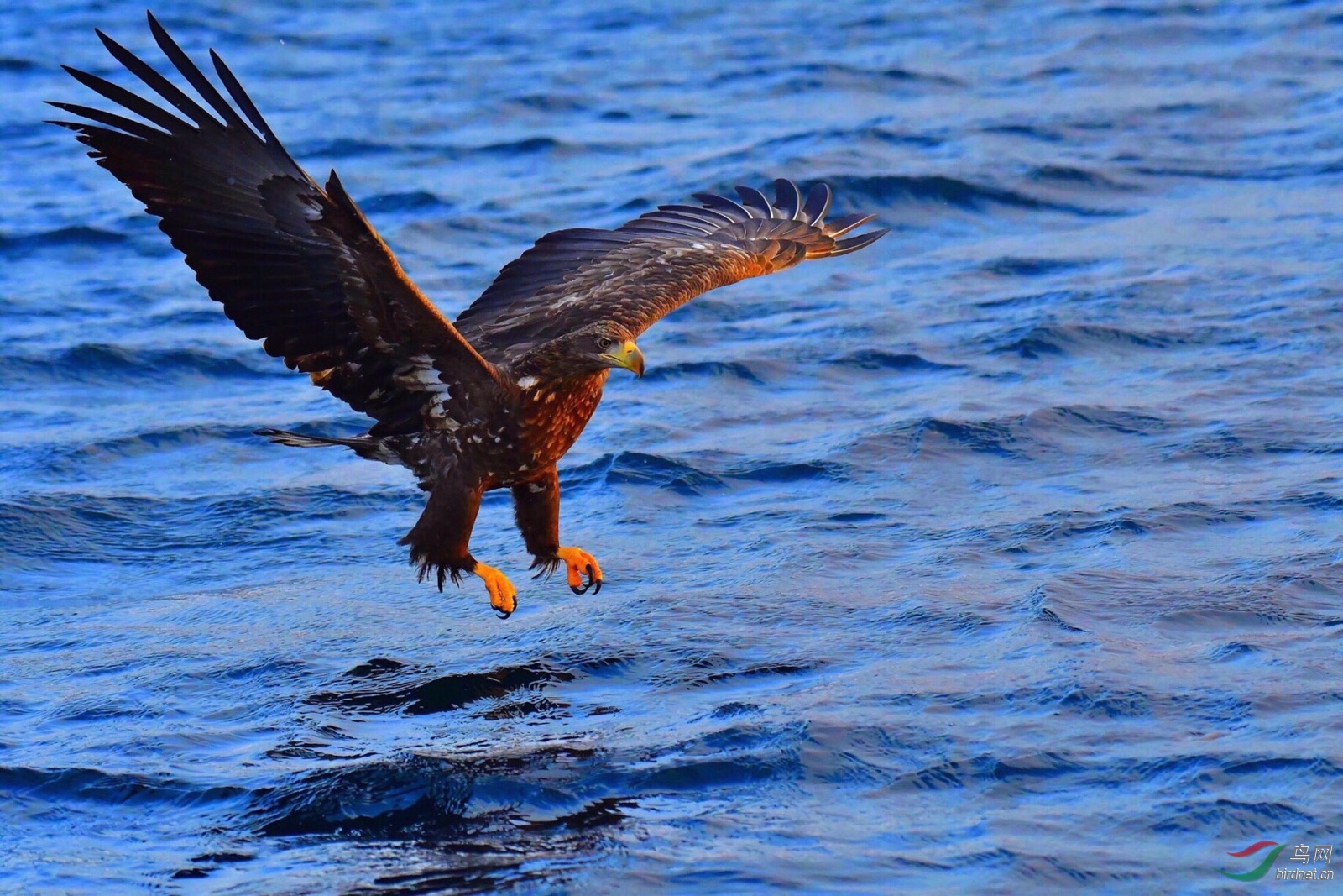 海雕抓鱼nikond5200500镜头拍摄