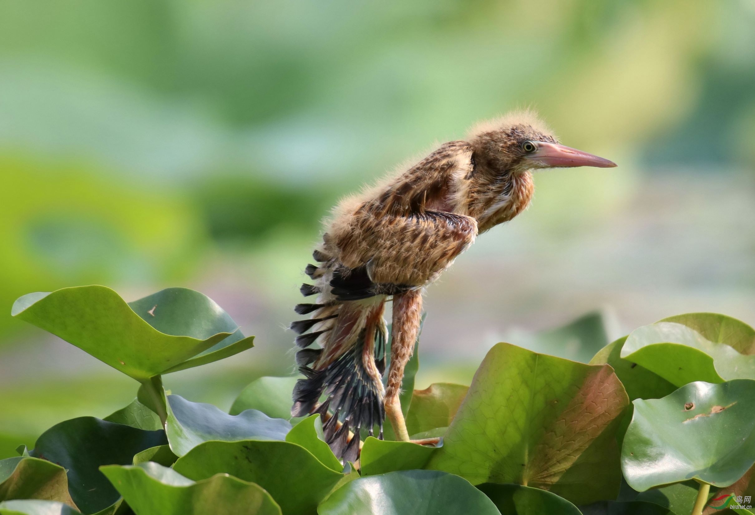 长脖大嘴萌(黄尾鹣)向各位老师问好
