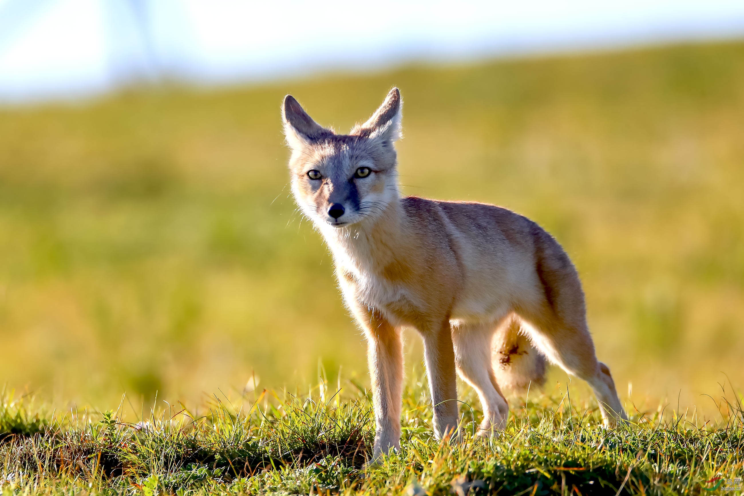 草原精灵沙狐贺获动物精华