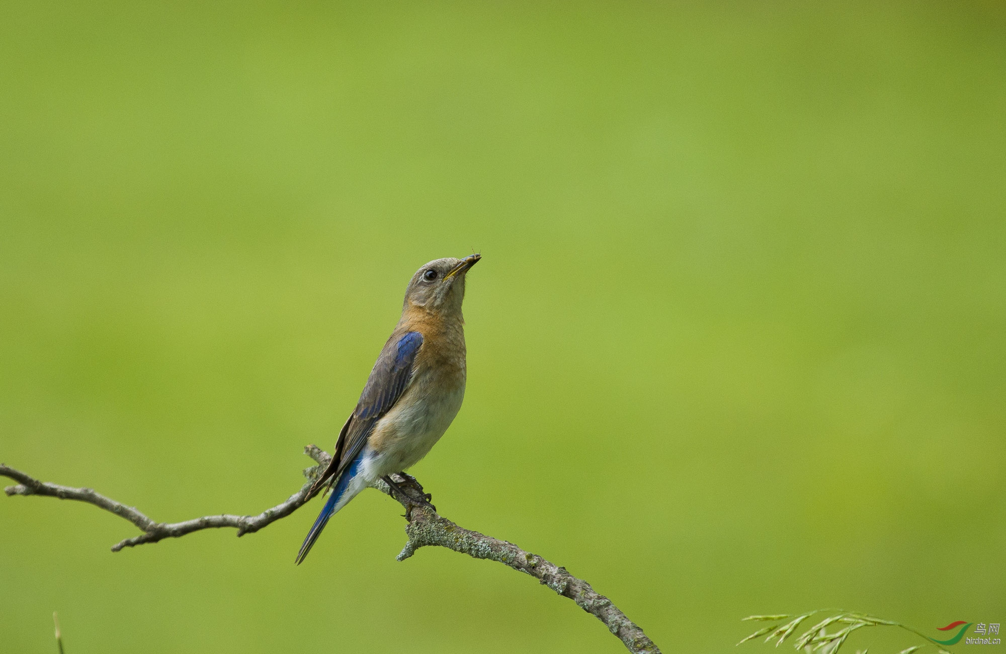 林鸟-东蓝鸲【雌雄】