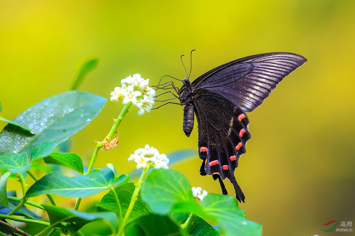 黑蝴蝶品种图片