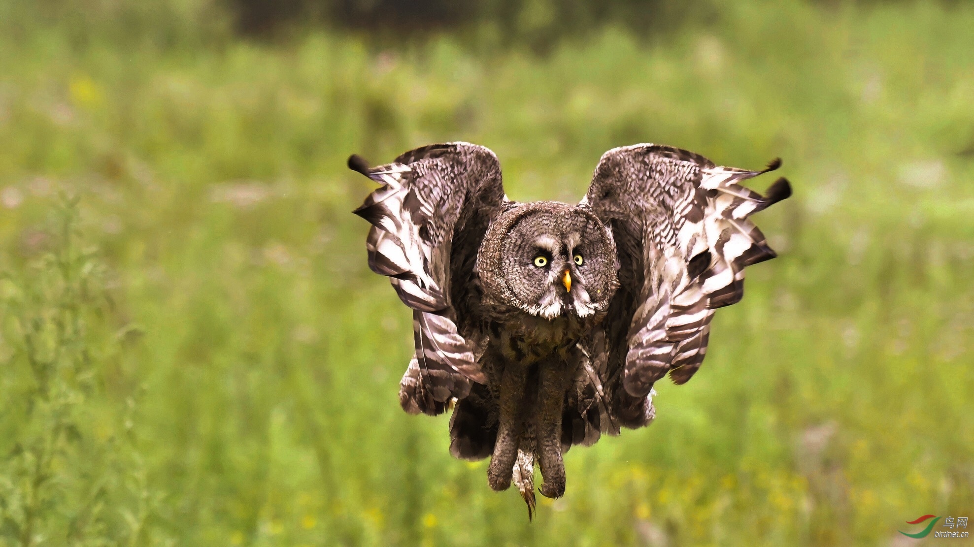 《猫"球"鹰》～乌林 