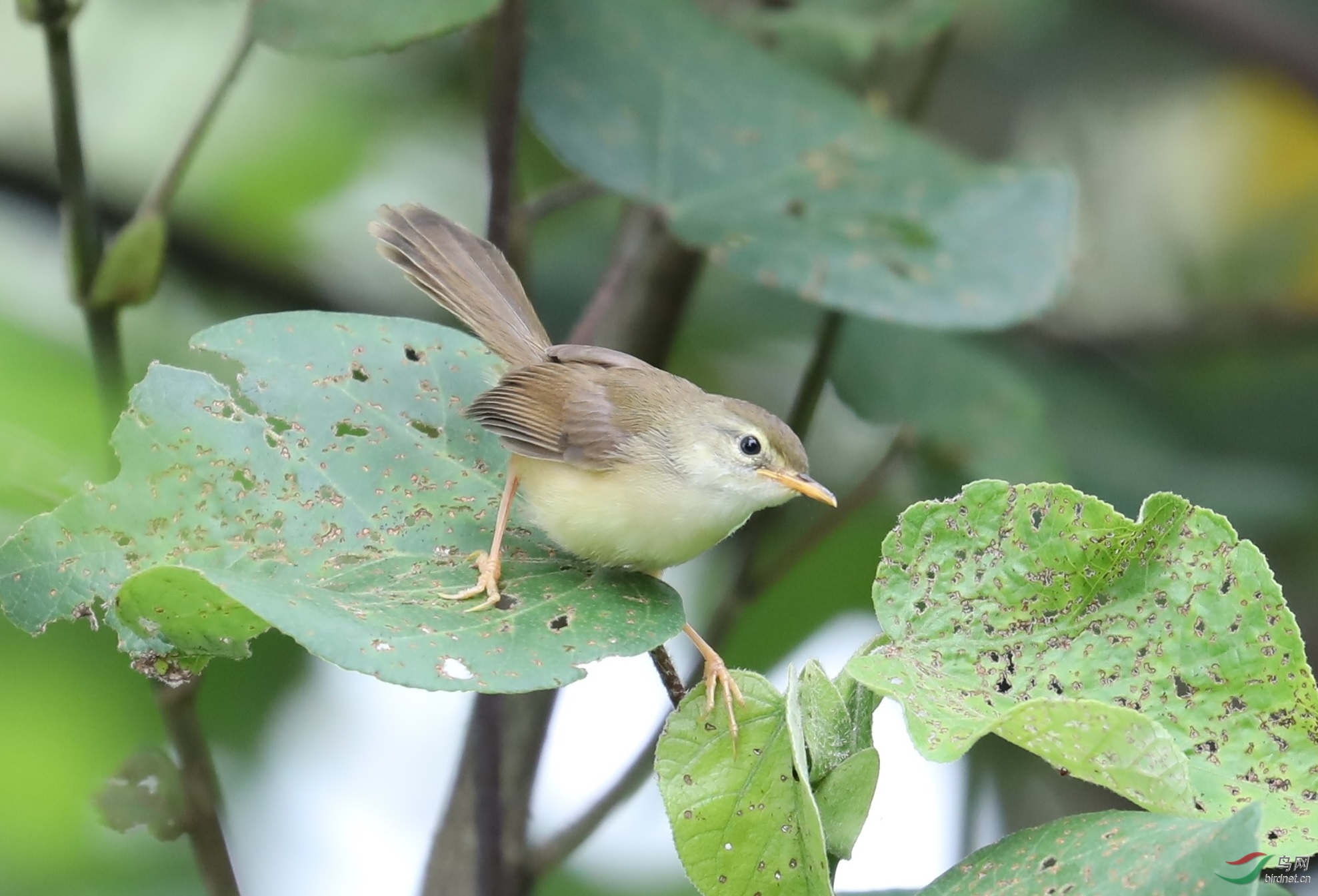 纯色山鹪莺亚成鸟