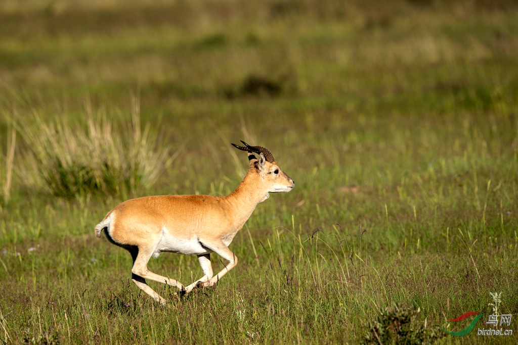 国家一级 中国特有