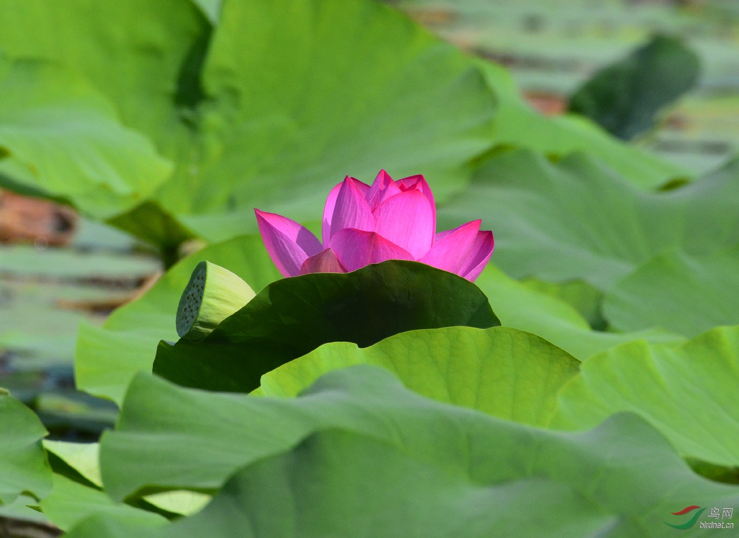 万绿丛中一点红