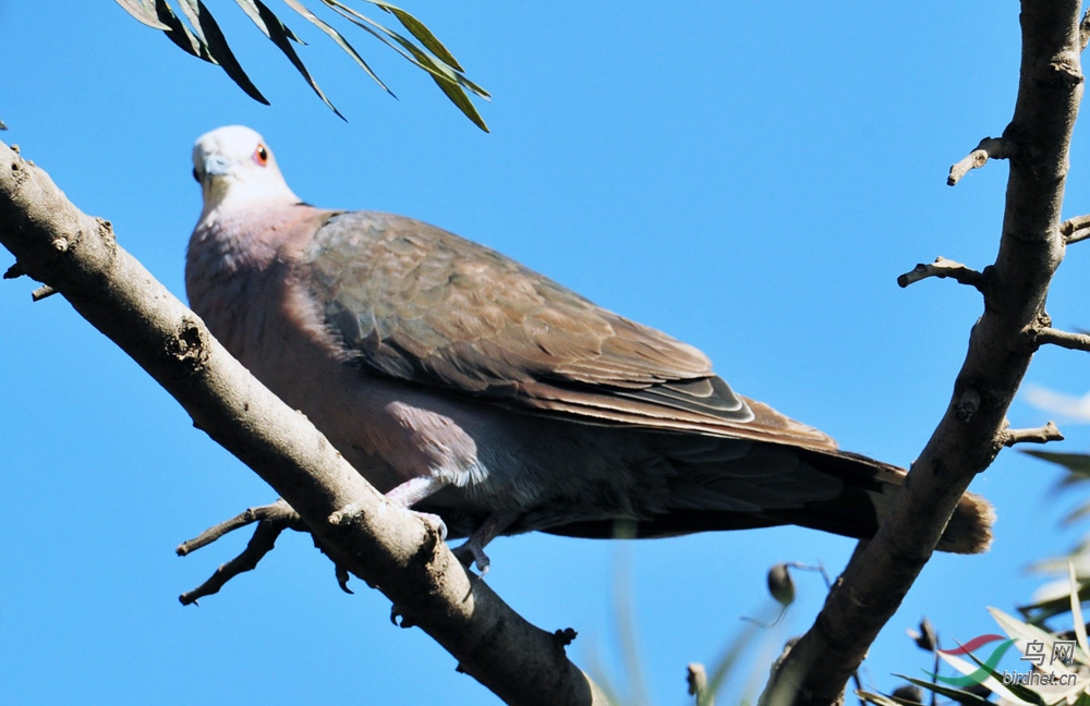 非洲大型鸟类系列之二十八环颈斑鸠