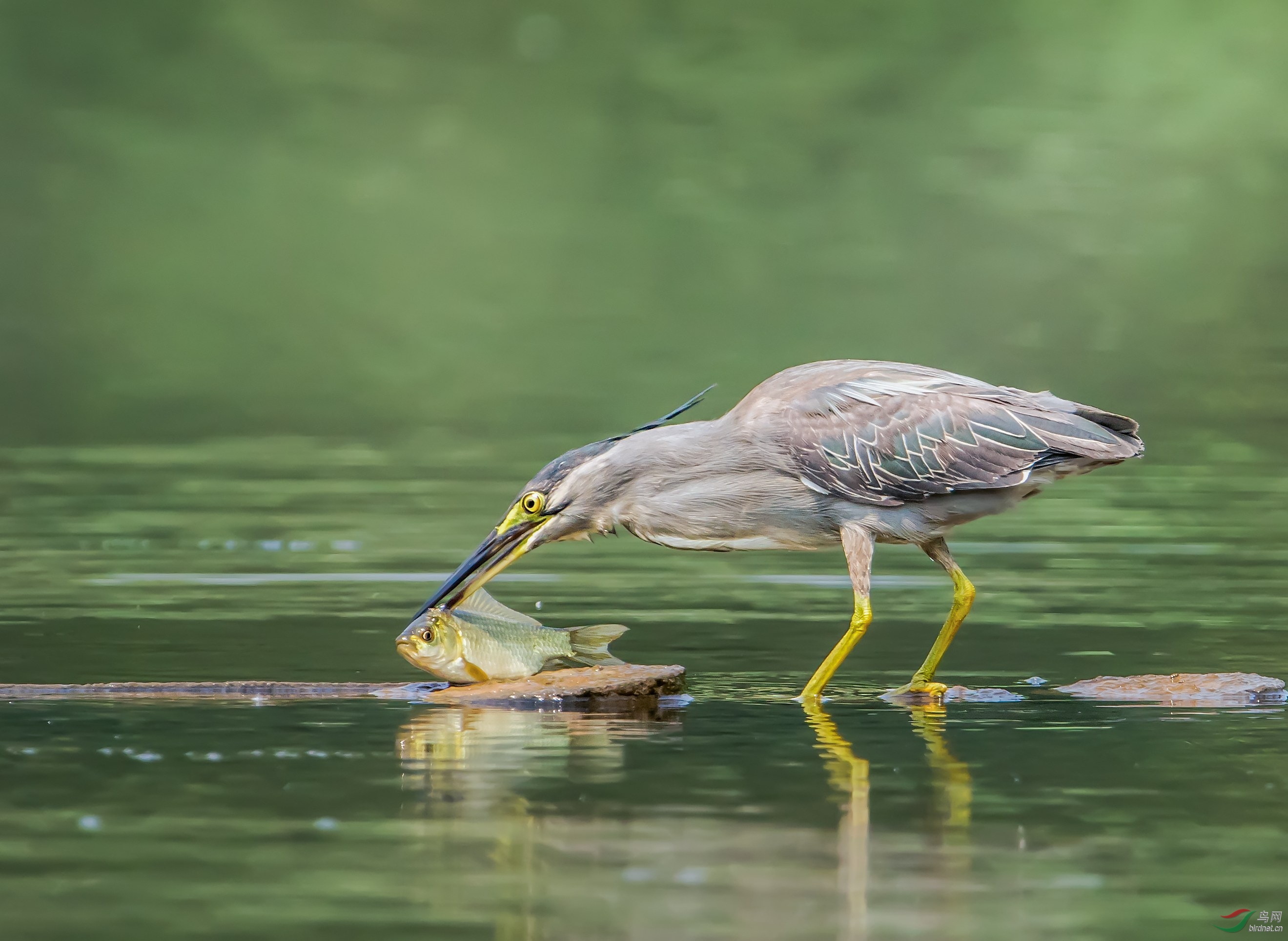 绿鹭抓鱼 - 广西版 guangxi鸟网