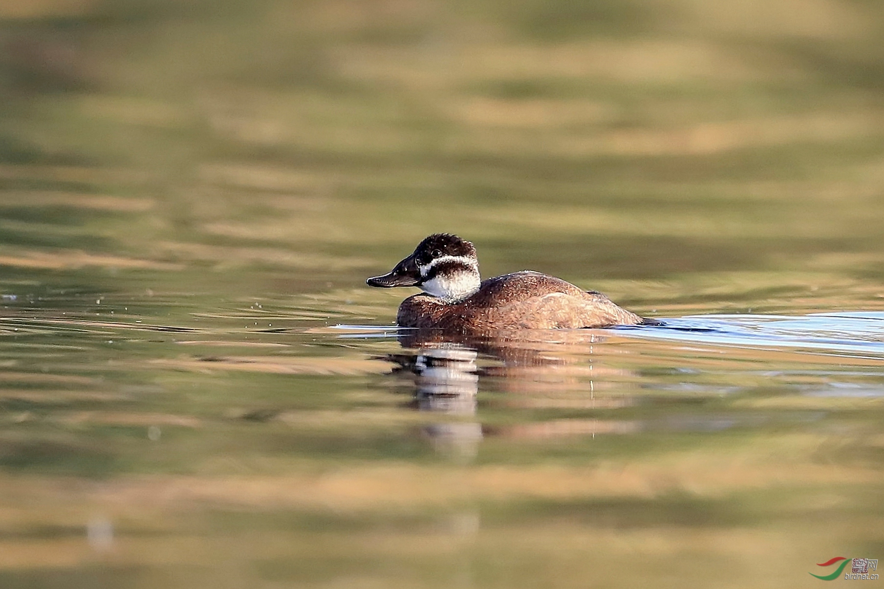 白头硬尾鸭{雌}