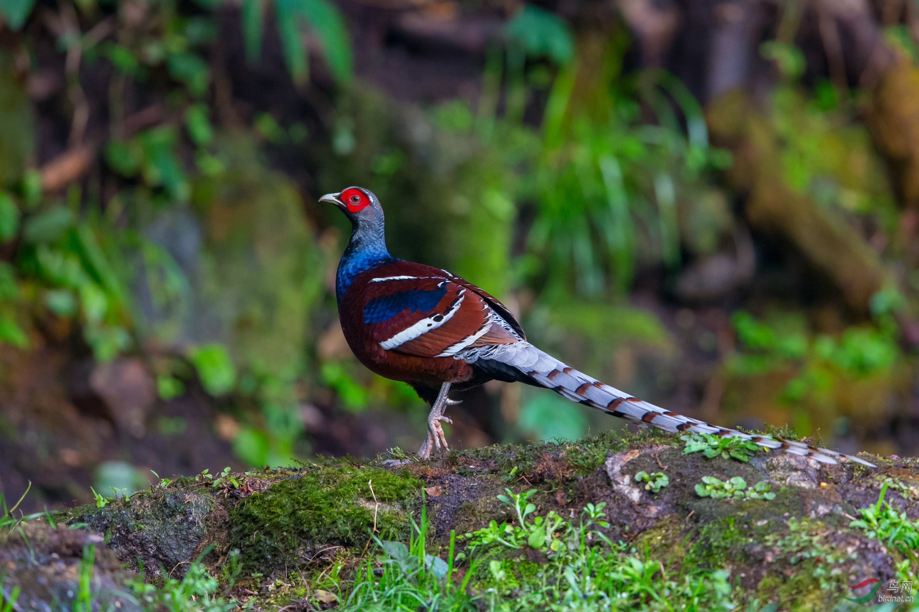 黑颈长尾雉
